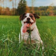 Maddie’s Weekly Roundup: March Community Conversations, senior dog grants, and more!