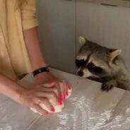 Meet the Raccoon Who Sidelines as the Cutest Baker’s Assistant