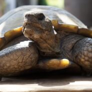 Nearly 300 Desert Tortoises are Currently in Need of Happy Homes in Southern Arizona