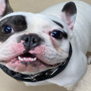 New York Shelter Goes Viral For Their Brutally Honest Dog Ad