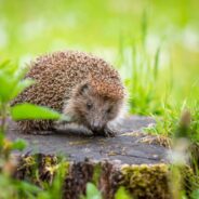 Oldest European Hedgehog Found by Citizen Scientists, Breaks Former Age Record By Seven Years