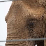 Oregon Zoo’s Elephant Breeding Program Criticized for Welfare Concerns