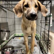 Puppy Found In Ditch With Fractured Leg Makes Complete Recovery Before Boarding Flight To Freedom