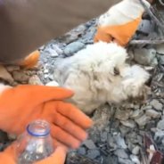 Rescuers Pull Small Dog From Rubble After Turkey Earthquake