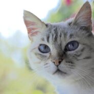 Resident Cat Provides Comfort in Retirement Community’s Health Center