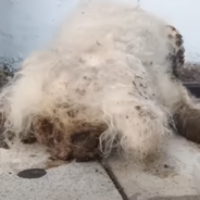 Senior Dog Buried In Mats Finds New Zest For Life When Rescuers Shave Him