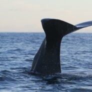 Sperm Whale Washed Up on Kauai Reef Filled with Plastics and Other Garbage