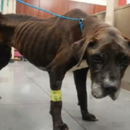 Starving Dog Collapses In Front Of Stranger And Finally Gets To Experience Love