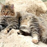 Stray Cat Sneaks Out After Giving Birth to Litter, But Ultimately Finds a Home
