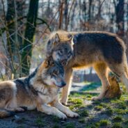 Study Finds Mammals Living in Groups Have Longer Lifespans
