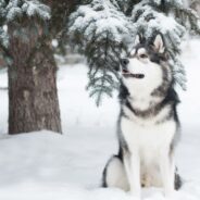 The Best Snow Dog Breeds