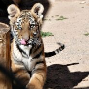 Tiger Cub Confiscated During New Mexico Shooting Investigation Sent to Colorado Sanctuary