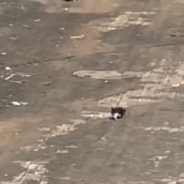 Tiny Puppy Gets Rescued After Calling Out For Help In The Street