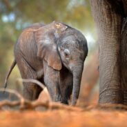 Trophy Hunting Contributes to The Plight Of Threatened African Elephants And Could Soon Drive Them Extinct