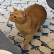 Unsure Cat Reacts To Meeting Foster Guinea Pig For The First Time
