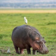 Urgent Measures Needed to Prevent the Extinction of Hippos, a Vital Species in African Ecosystems