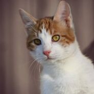 Vet Says There’s Nothing to Be Done for Seriously Injured Kitten, Human Won’t Give Up on Him