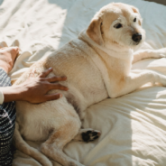 Veterinarian Claims Sharing A Bed With Your Dog This Winter Could Be Dangerous