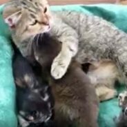 Watch This Baby Otter Receive Warm Cuddles from a Mama Cat and Her Kittens