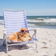Why Dogs Need Sunscreen and Our Top Picks