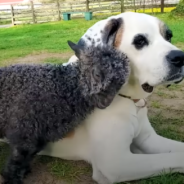 Wobbly Rescue Goat Learns To Run With Her Doggy BFF