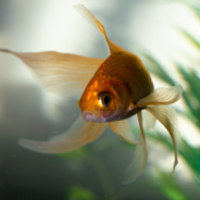 Woman Shocked After Facing Charges For Keeping A Goldfish