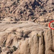 Wooly Animal Hides in Plain Sight In Joshua Tree National Park, Can You Spot It?