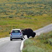 Yellowstone National Park’s Buffalo Population at Risk: Urgent Call for the World’s First ‘Buffalo Wildlife Bridge’