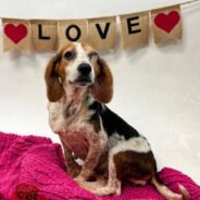 Young & Old Shelter Dogs in Louisiana Get Second Chance Thanks To Flight To Freedom