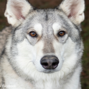 Zeus The Hybrid Wolf-Dog Finally Found A Forever Home