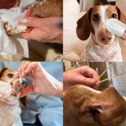 4 Key Tips for Better Dog Hygiene