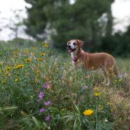 Does Your Dog’s Diet Need A Spring Cleaning?