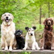 Dog Flea, Tick and Mosquito Prevention
