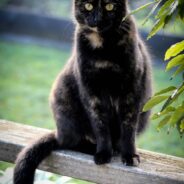 Feral Cat Becomes So Lovable, She Drools When She Gets Pets
