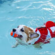 How to Teach a Dog to Swim