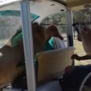 Lion Joins Humans on a Bus and Gives the Warmest Welcome Hugs to His Visitors