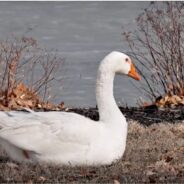 Love Story: Lonely Goose Whose Mate Died Finds a Match on Social Media