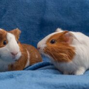 March is Adopt a Guinea Pig Month, Learn Some Fun Facts About These Sociable Pets