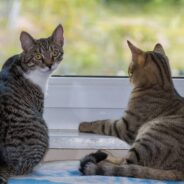 New Cat Moms Share Mothering Duties with Their Two Litters