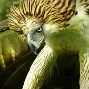 Saving the Philippine Eagle: Immediate Action Needed to Protect Nesting Sites
