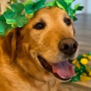 Senior Dog Abandoned By His Family Is One Of The Lucky Dogs Catching A Flight To Freedom
