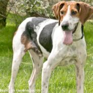 Senior Hound Adopted After Waiting 7 Years At North Carolina Shelter