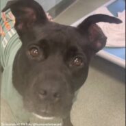 Shelter Dog Marie Hopes It Will Be Her Turn For A “Freedom Ride” Soon