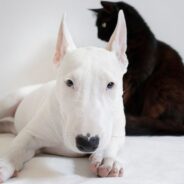 Singles with “Creepy” Pets Deemed Less Desirable by Survey Respondents