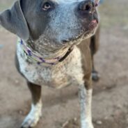 Sweet Kookie Siena Has Every Reason to Hope You’ll Adopt Her Before it’s Too Late — Just Look at That Face!