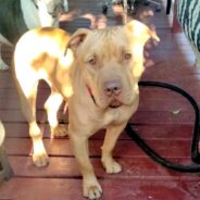 Sweet Pup “Bringer” Needs a Reprieve From Shelter Noise ASAP
