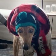 This Greyhound Was Anxious for Days, But His New Family Never Gave Up on Making Him Smile