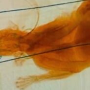 TSA’s Instagram Shares ‘Cat-astrophe’ After Another Traveler Puts Pet Through X-Ray Screening