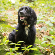 4 Things That Will Keep Your Dog Safe and Healthy