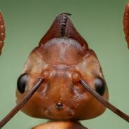 Ants vs. Dogs in Cancer-Sniffing Showdown? Perhaps